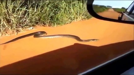 놀라운 순간! 동물 공격 자동차 카메라에 잡힌