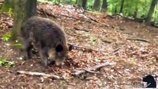 动物世界 打猎野猪的实拍 野生動物