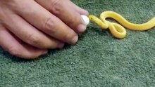Small Snake eats egg