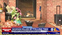 Woman Dies of Cardiac Arrest After Tree Falls on Her in Virginia