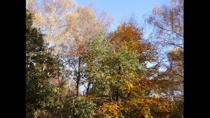 Stroll, Victorinox Camper Wood Saw and Outdoor Cooking