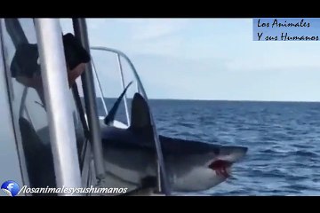 Graban el momento en el que un Tiburón salta sobre un barco de pesca y se queda atrapado
