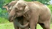 Après 22 ans de séparation, deux éléphants se retrouvent. Mais personne n’était préparé à leur réaction