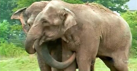 Après 22 ans de séparation, deux éléphants se retrouvent. Mais personne n’était préparé à leur réaction
