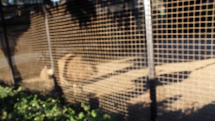 Emu Bird inside the alipore zoo, it really looks awesome
