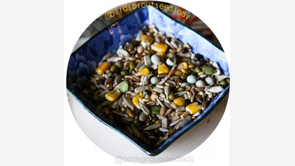 bird seed lady shows you the components the easy sprout