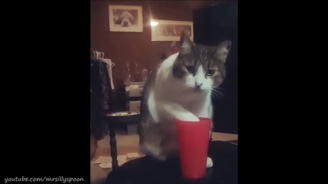 A Quick Fix of Funny Cat Clips!