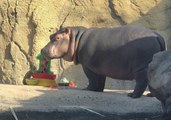 Fiona Celebrates Her First Birthday With Cincinnati Zoo Pals