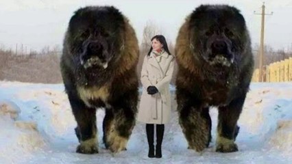 10 Abnormally Large Dogs In The World