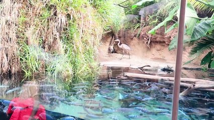 San Diego Zoo ~ Homeschool Kids Socialize w/ J House Vlogs