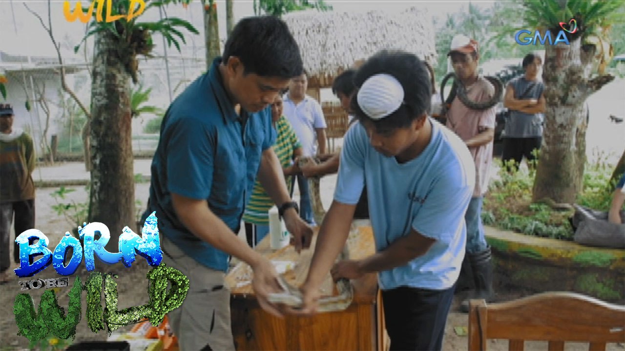 Born to Be Wild: Aggressive python attacks Doc Nielsen