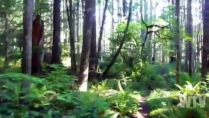 What you need to know about the DOGMEN of North America.