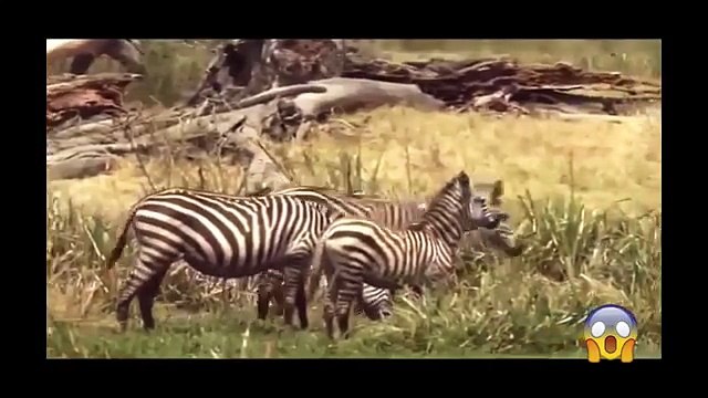 ᴴᴰ Wild Animals Fight To The Death Animal attacks 2018 Animals Fights ⭐ Animals attacks 2017