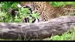 Leopard vs Wild Dogs, Snake vs Komodo Dragon, Lion, Buffalo  Most Amazing Wild Animal Attacks