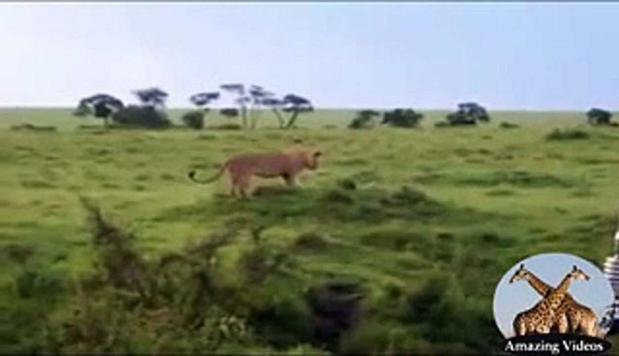 lion vs eagle