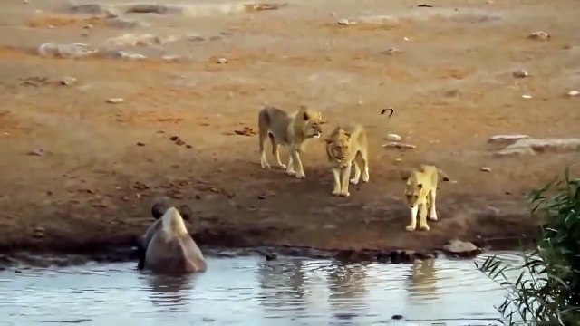 Most Amazing Wild Animal Attacks - Rhino vs lion, Crocodile vs zebra, Leopard