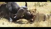 Lion, tiger,tiger vs Buffalo,crocodile fight Wild animals fight to death CRAZIEST Animal Fig