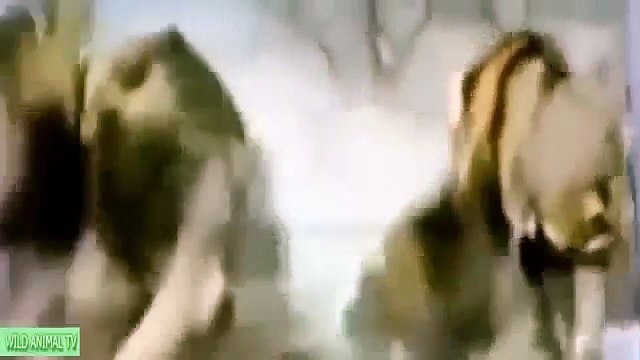 Lion vs Tiger to Death, Lion vs Buffalo Real Fight# Most Amazing Wild Animal Attacks Wild Animal TV
