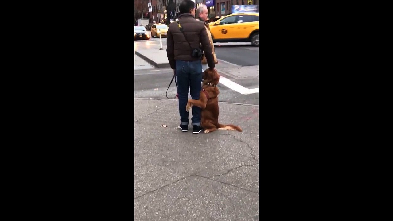 On dirait bien que son chien n'aime pas trop la ville... Un peu apeuré
