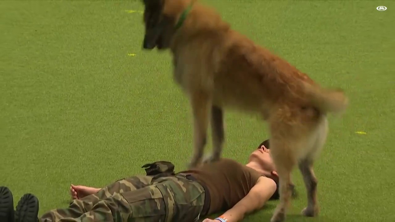 Ce chien fait semblant de réanimer sa maitresse pendant un show de dressage... Juste incroyable