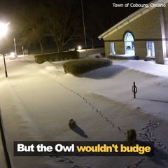 Quand un renard et un hibou se font face et n'ont pas peur l'un de l'autre... Courageux