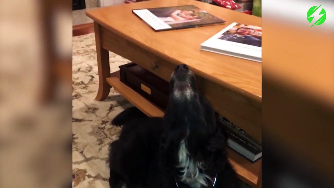 Ce chien connait la chanson d'Adele par coeur et chante par dessus