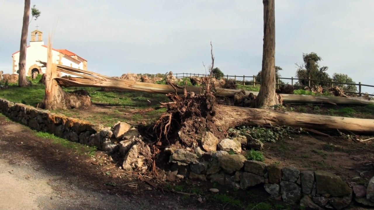 Árboles arrancados por el viento en San Antonio, Candás, Carreño, Asturias