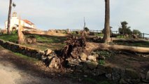 Árboles arrancados por el viento en San Antonio, Candás, Carreño, Asturias