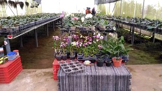 Pertanian Modern - Greenhouse Tanaman Anggrek