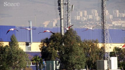 İzmir körfez otobanı, flamingoların beslenme alanından geçecek