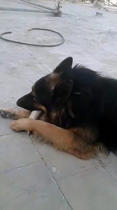 جيرمن شيبرد