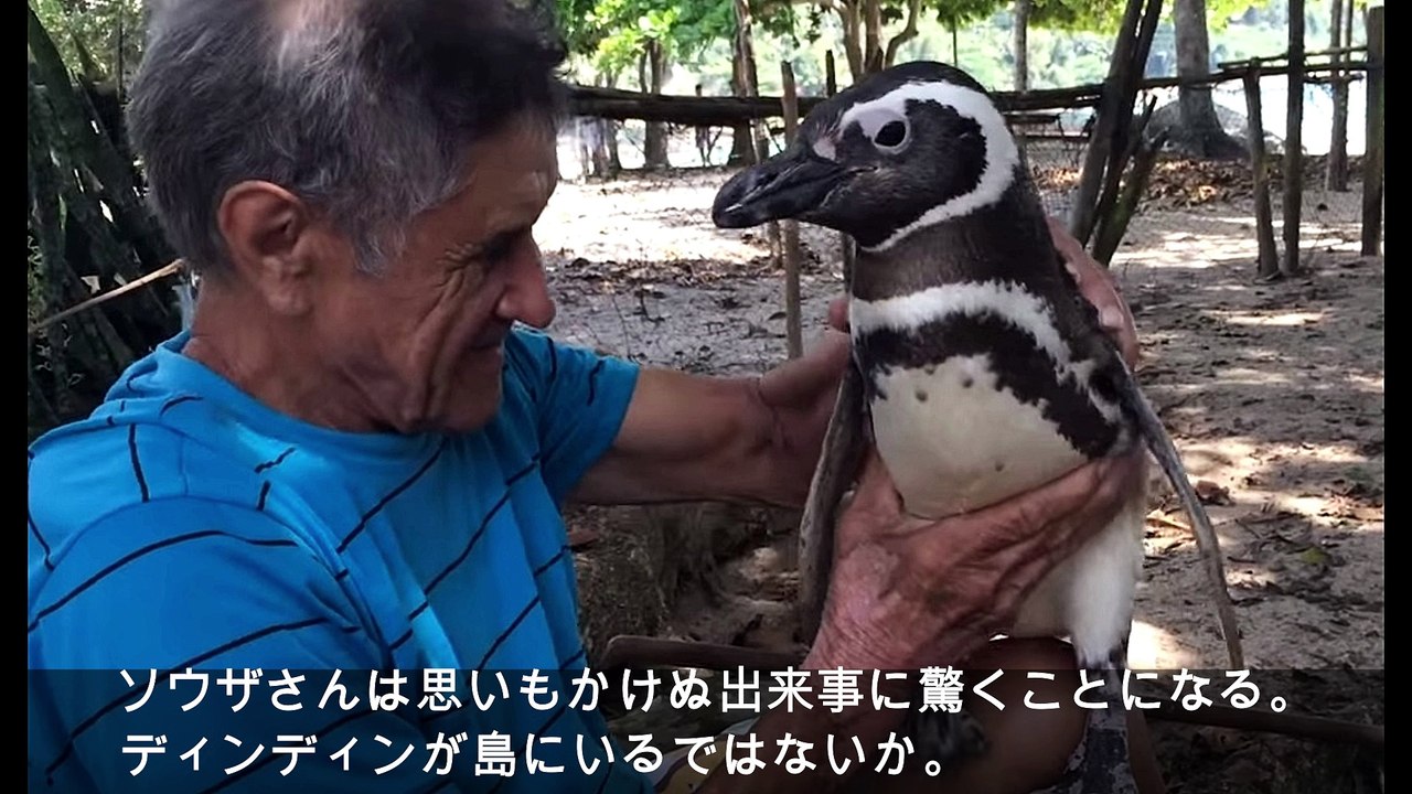 おじいさんに会いたくて。かつて命を救ってくれたおじいさんに会うために毎年やってくるペンギン