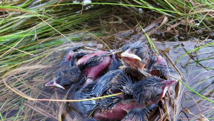 Lũ về cả tổ chim ngập chìm trong nước