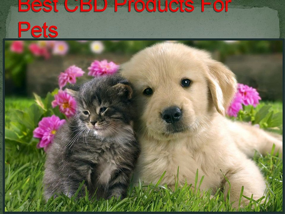 Best_CBD_Products_For_Pets