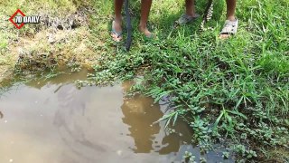 Wow! Amazing Two Children Catch Many Snake By Hand - Catch Snake In Cambodia