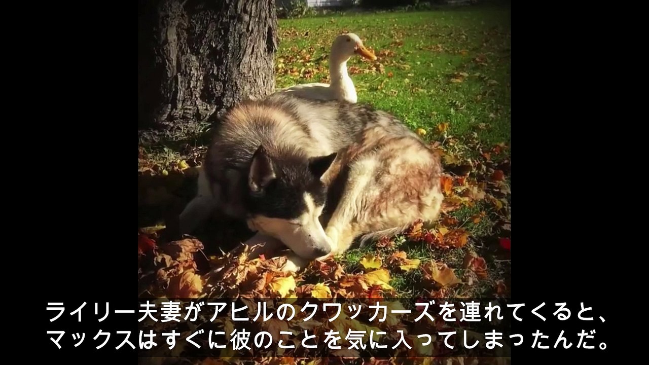 心に傷を負ったハスキー犬を救ったのは1羽のアヒル！？彼らの友情に住人達もメロメロに！