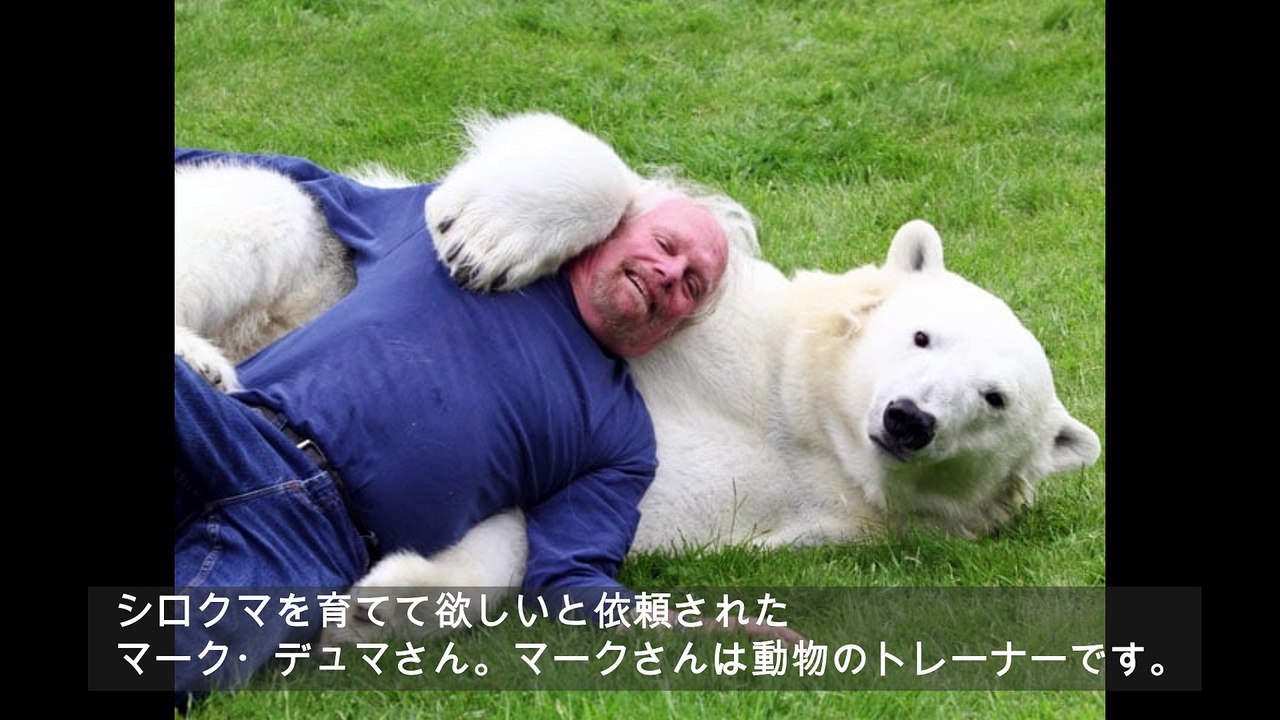 シロクマと唯一無二の親友になれた男
