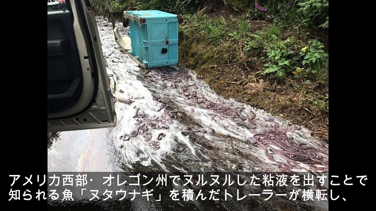 大量のヌタウナギで道路がヌルヌル ⇒ 後続車4台がスリップ事故