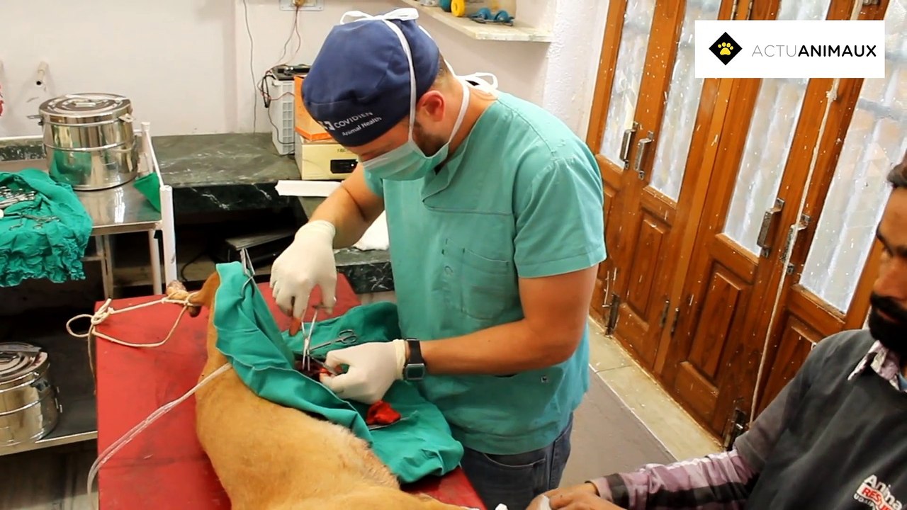 Un chien se vidant de son sang a été sauvé juste à temps