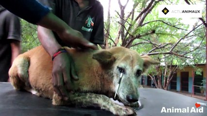 Une chienne sauvée après qu’une aiguille de porc-épic lui ait percé profondément la paupière