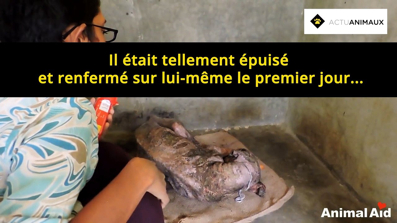 La transformation incroyable d’un chien malade qui avait perdu tout espoir