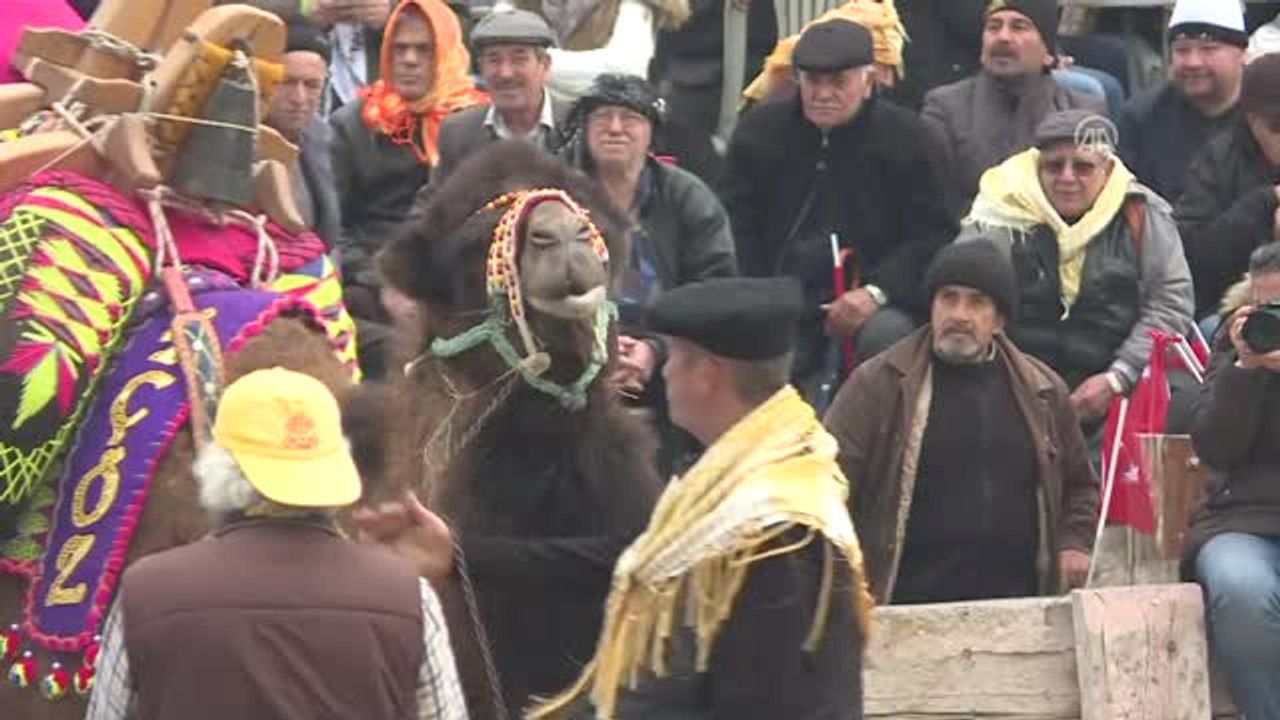 36. Selçuk Efes Deve Güreşi Festivali