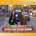 Sarıyer'in çılgın atları muhabire saldırdı