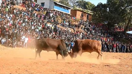 هذا الصباح- صراع الثيران في نيبال