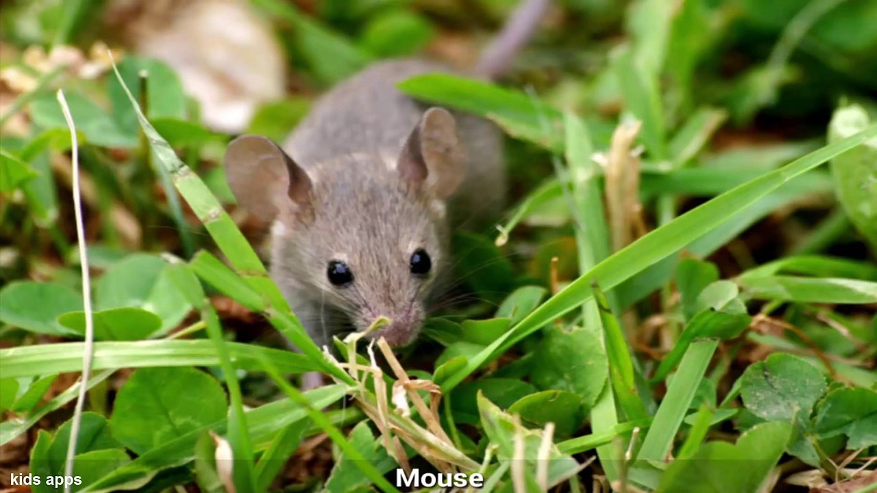 Compilation Animals Names And Sounds for Children | English Class Animal Name And Sound