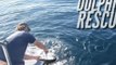 Dolphin Rescued By Whale Watch Boat Crew