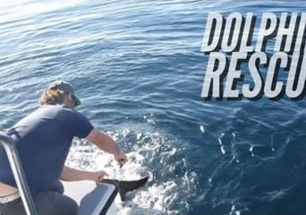 Dolphin Rescued By Whale Watch Boat Crew