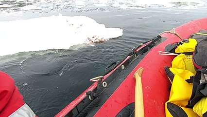 Penguin Jumps on Board Research Boat to Say Hello
