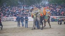 Turquía celebra las populares y tradicionales luchas de camellos