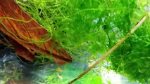 How to Breed Tangerine Tiger Shrimp in the Aquarium - Orange / Yellow Shrimp